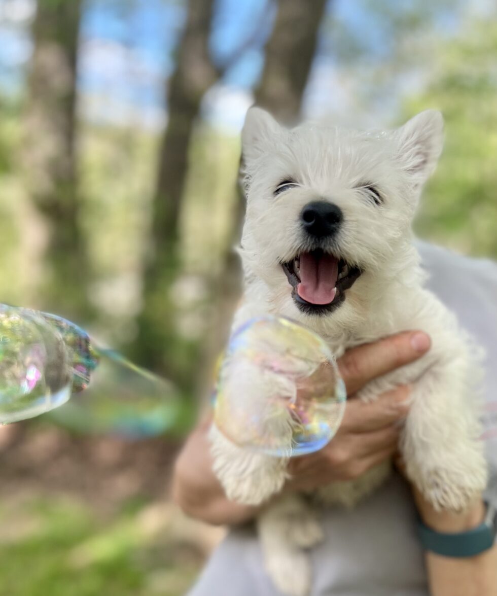 Happy Tails Playhouse Cat & Dog Boarding in Athens GA